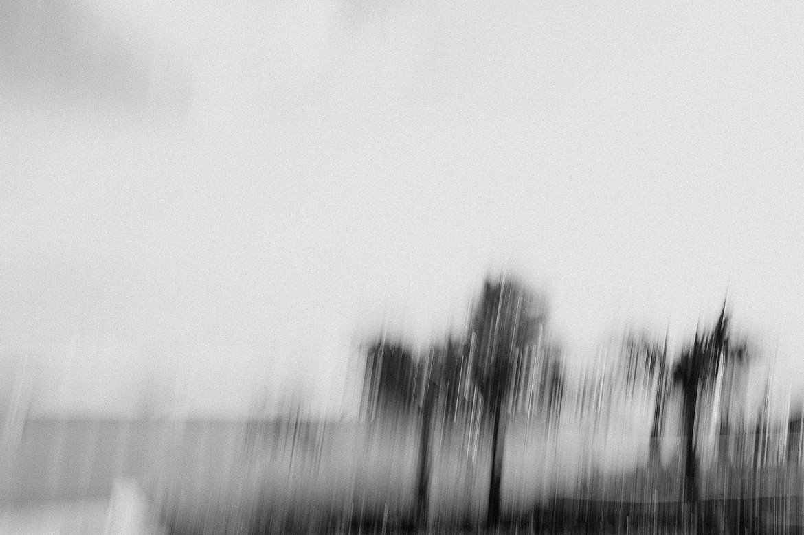 MTblurrypalmtreesjpg
