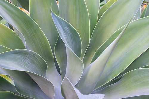 Foxtail Agave