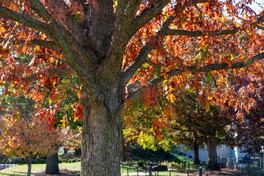 Arlington Cemetery