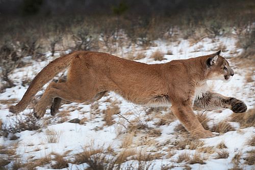 runningcat2436.jpg