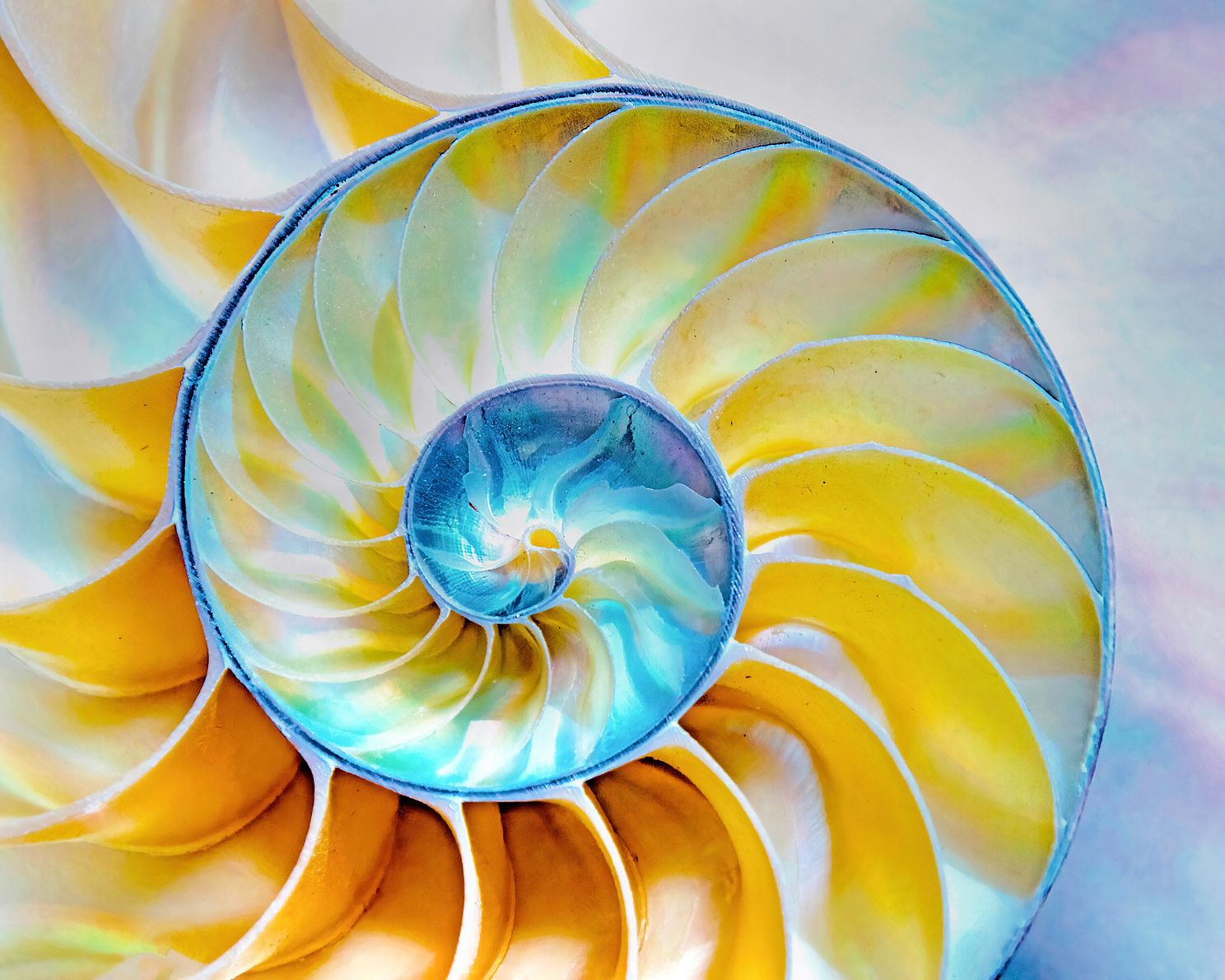 NautilusRseverenoisejpg