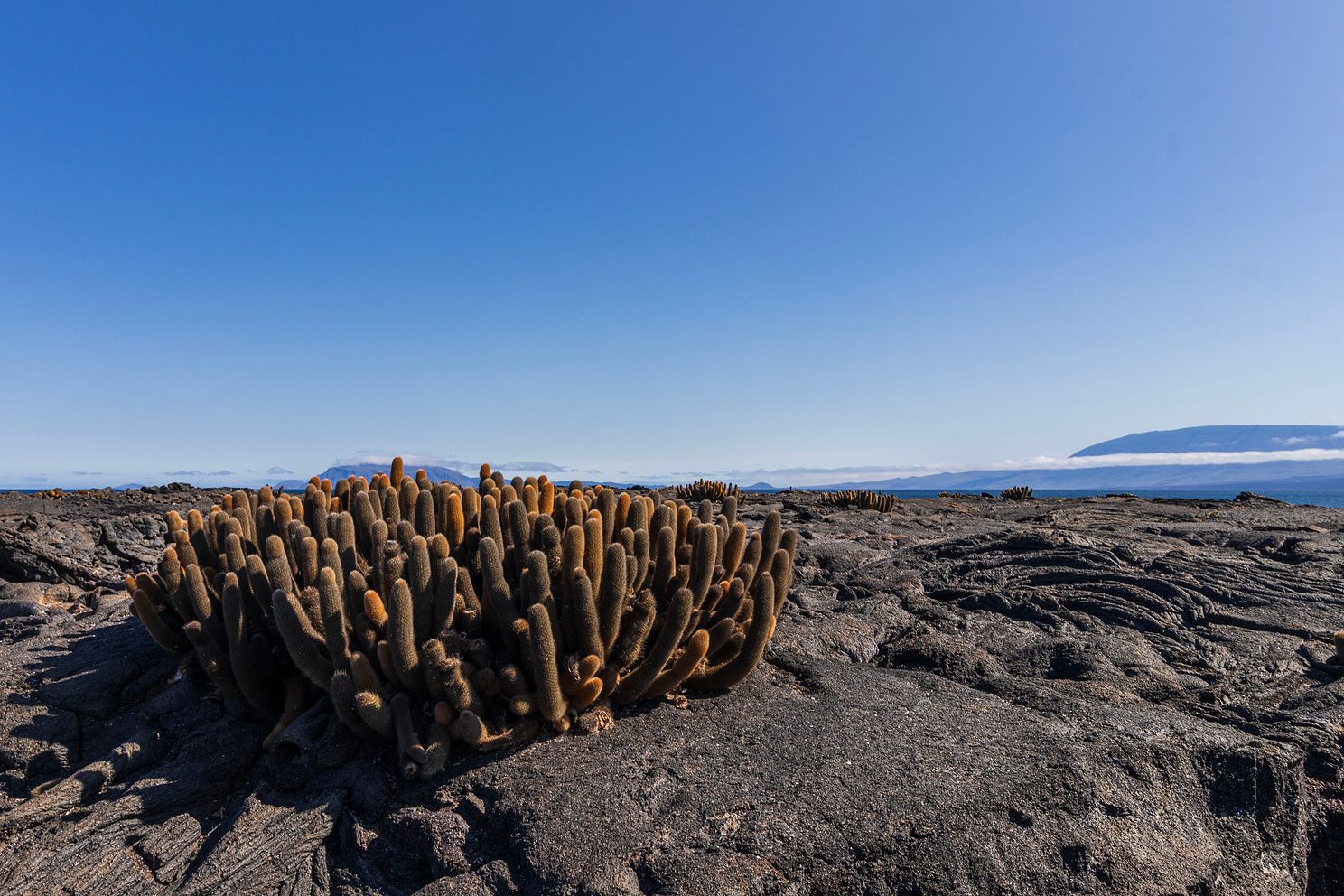 Galapagos