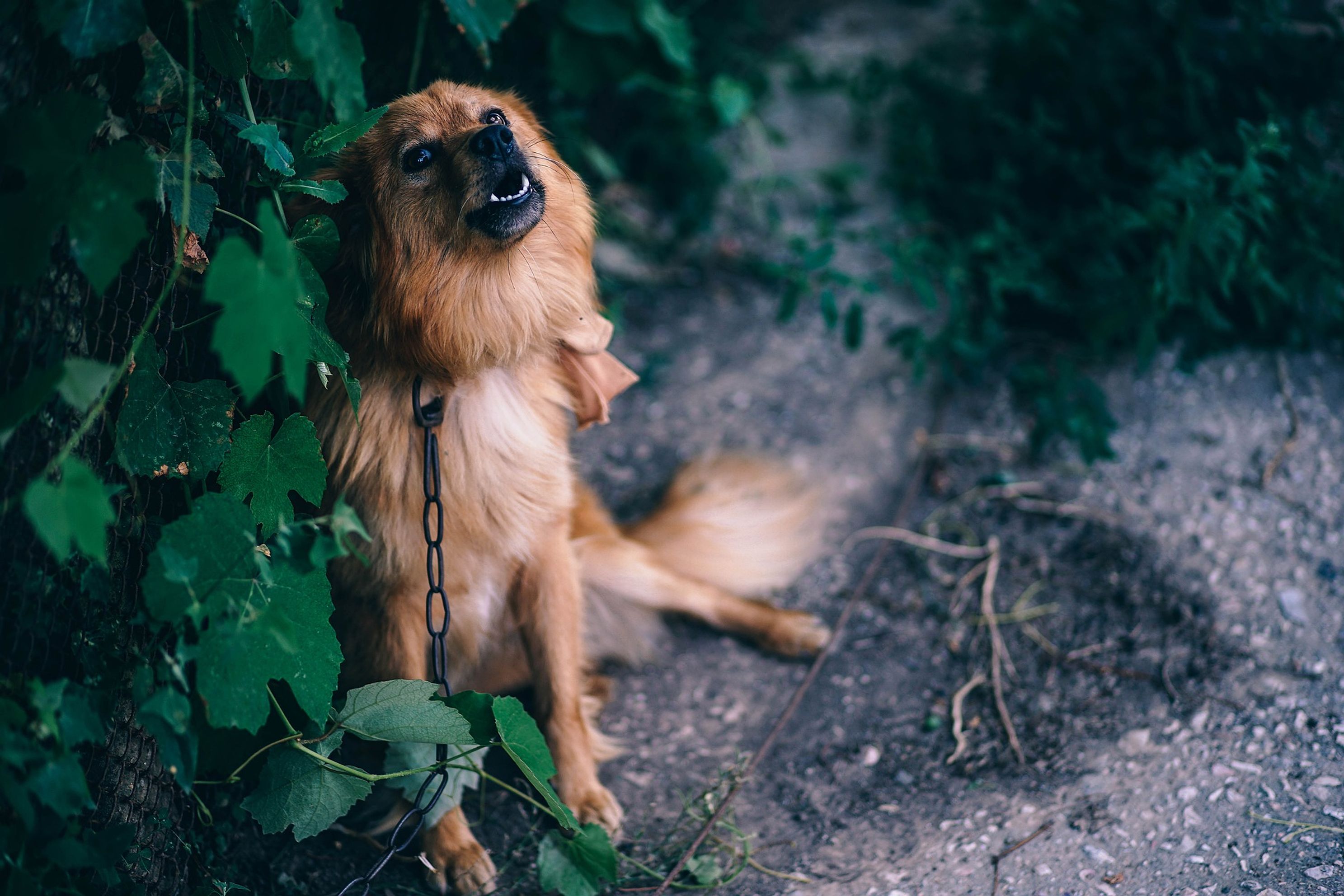 animalgdejpg