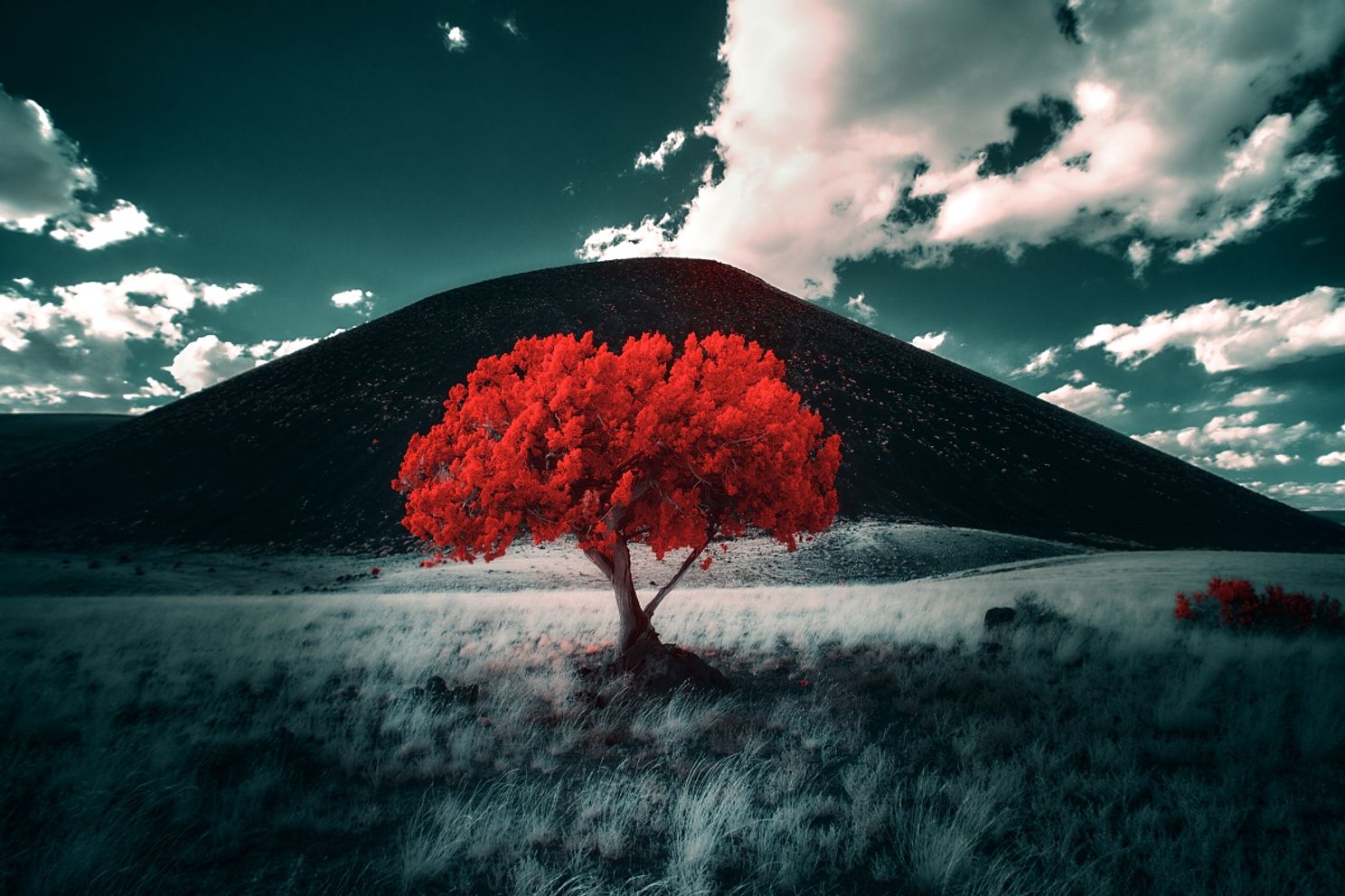 A red infrared juniper tree challenges the immense presence of a volcano