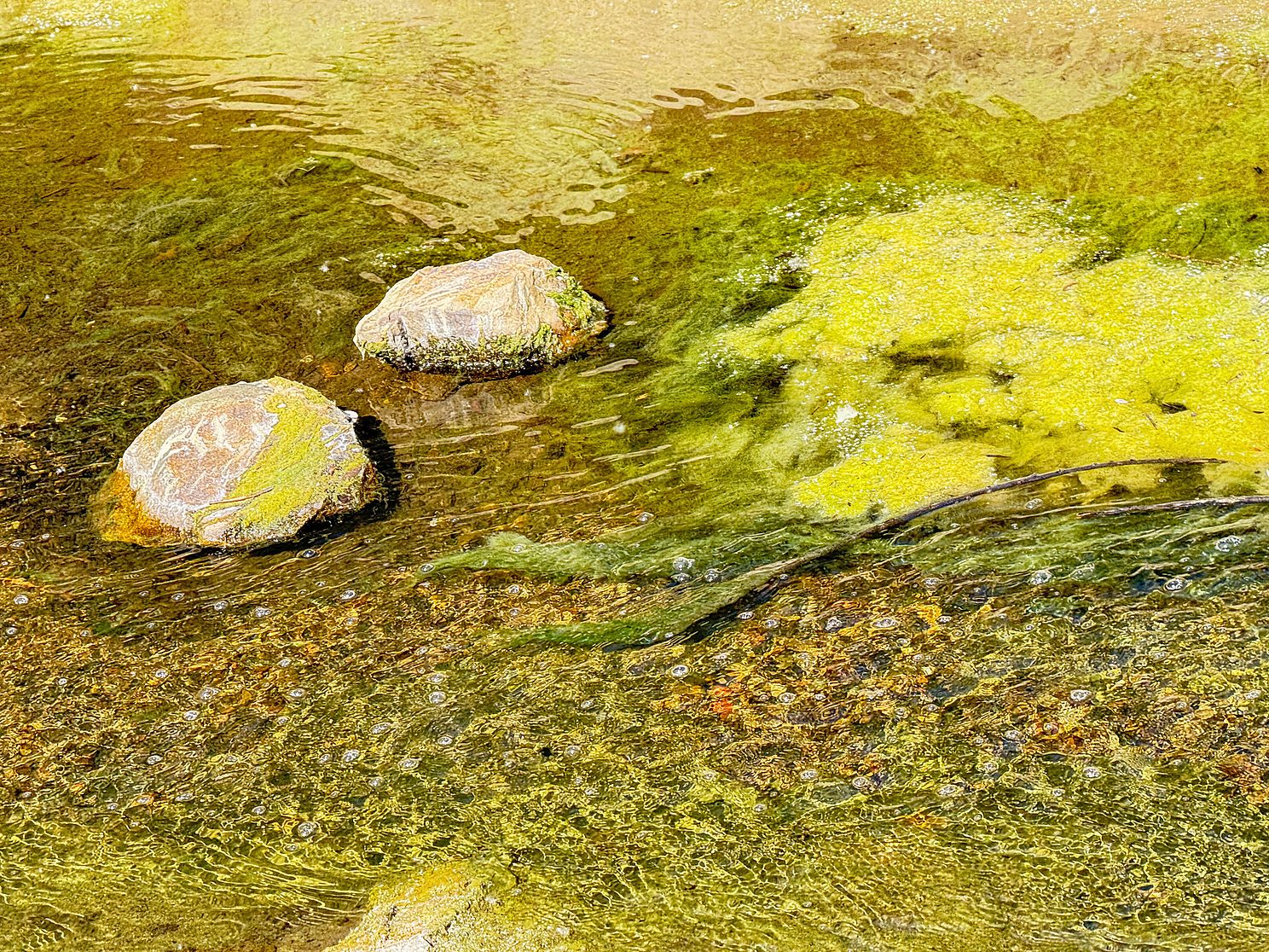 "Acid Lemon Dreams No. 3"