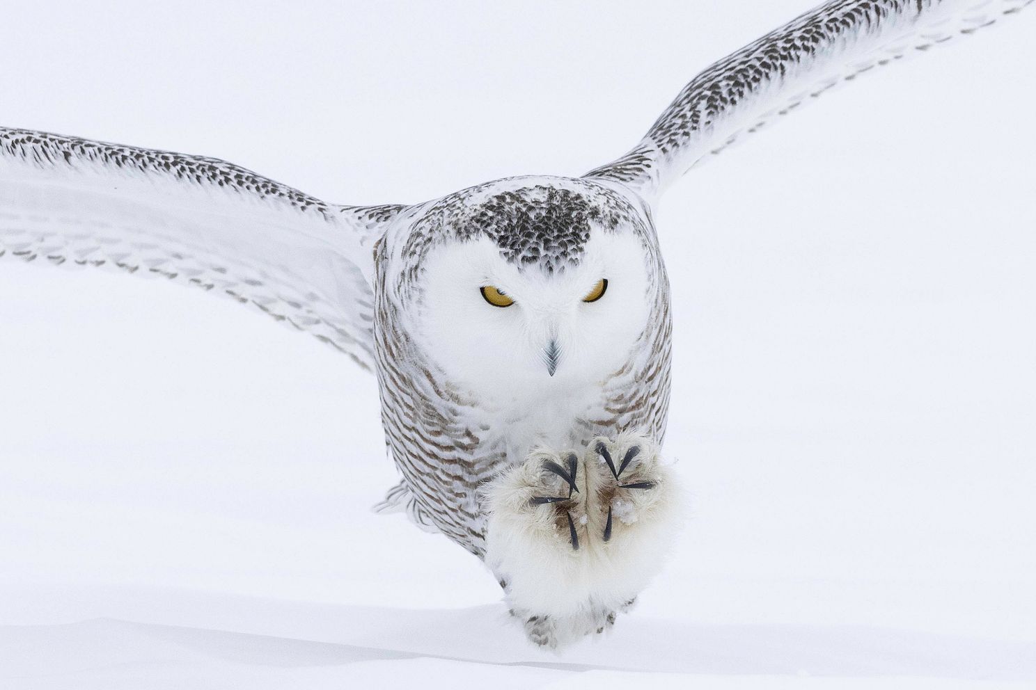 Snowy Owl 6-2.jpg
