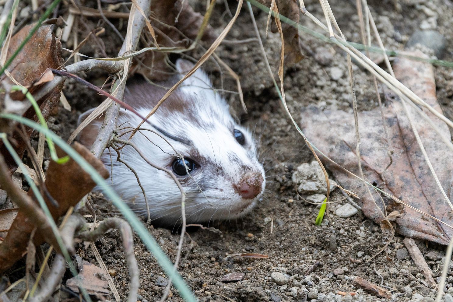 Ermine series for blog-10.jpg