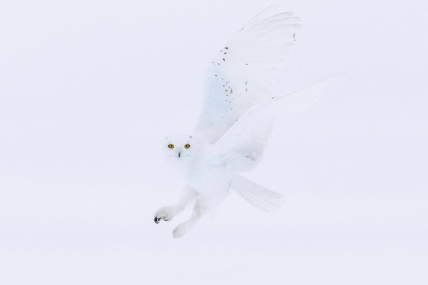 Snowy Owl 3-4.jpg