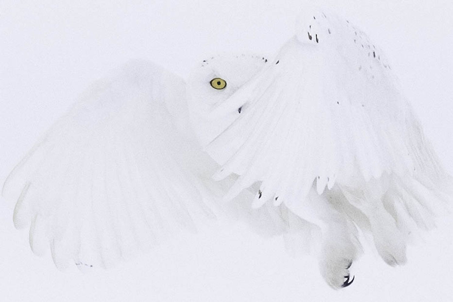 Snowy Owl 3-6.jpg