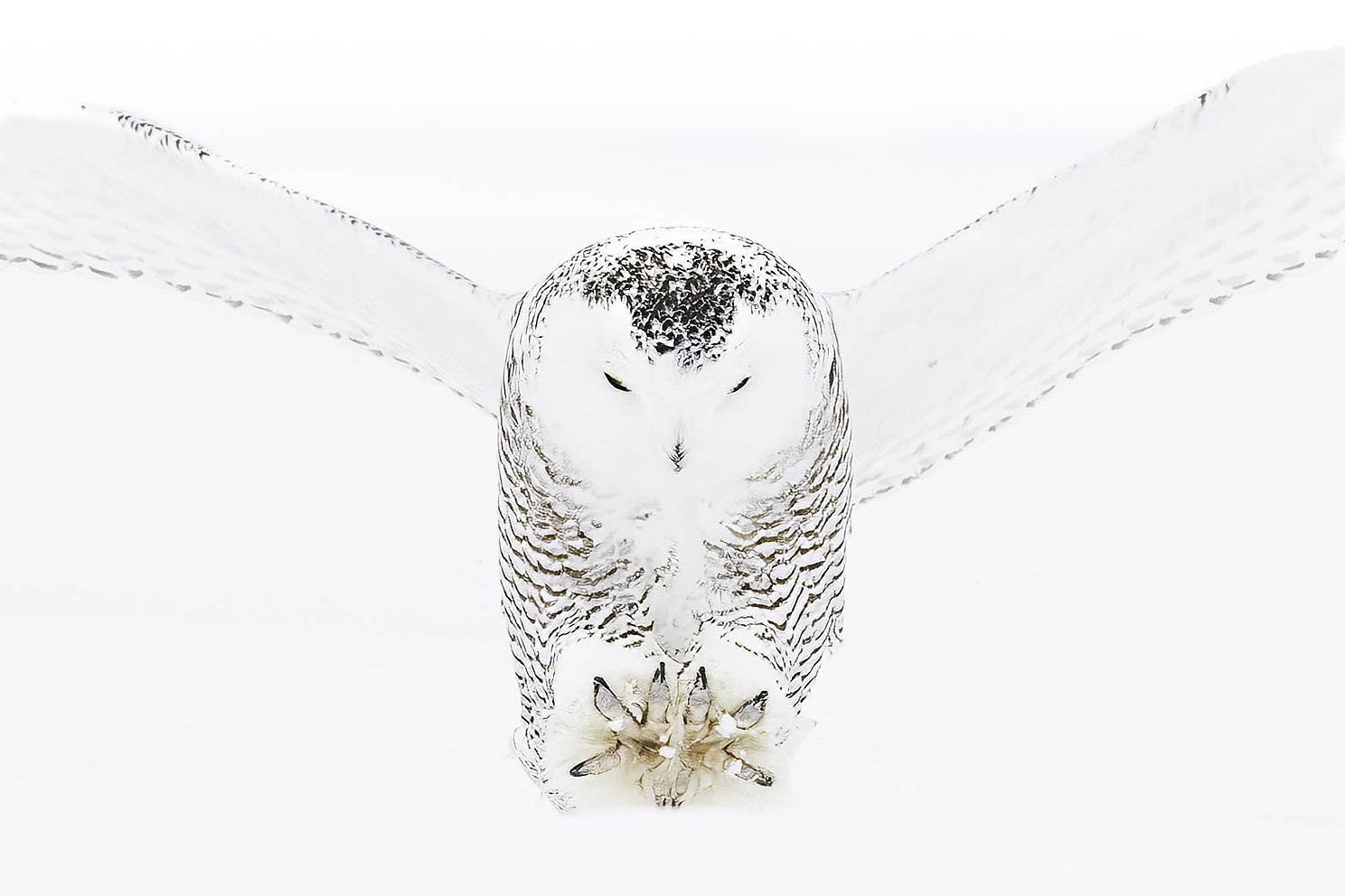 Snowy Owl 6-3.jpg