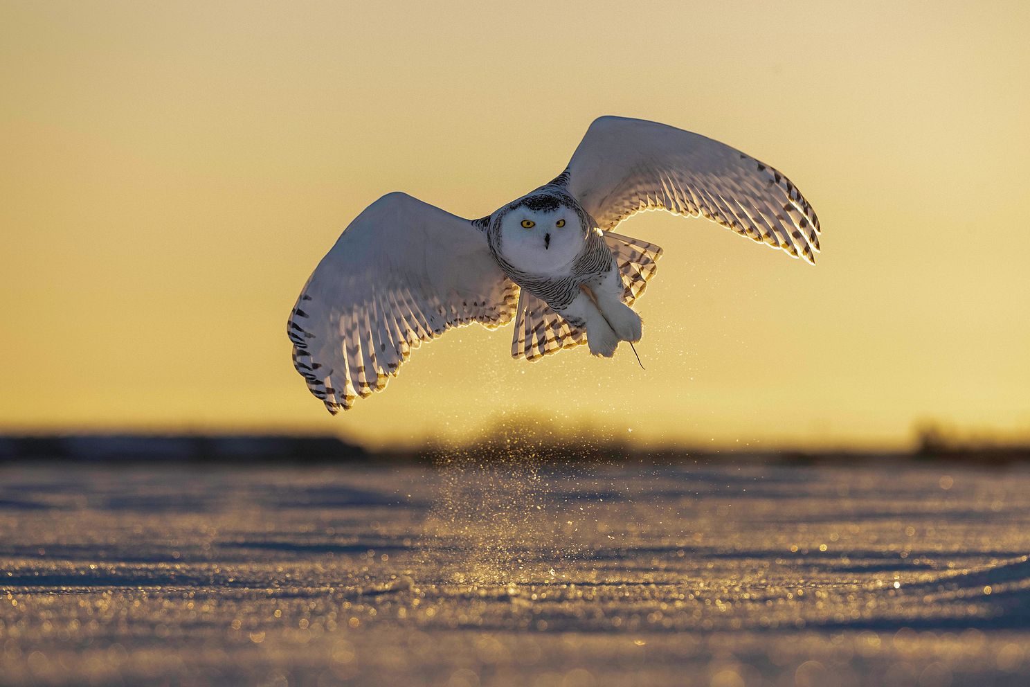 Snowy Owl 4-7.jpg