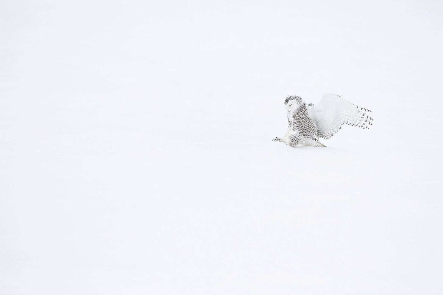 Snowy Owl 6-6.jpg