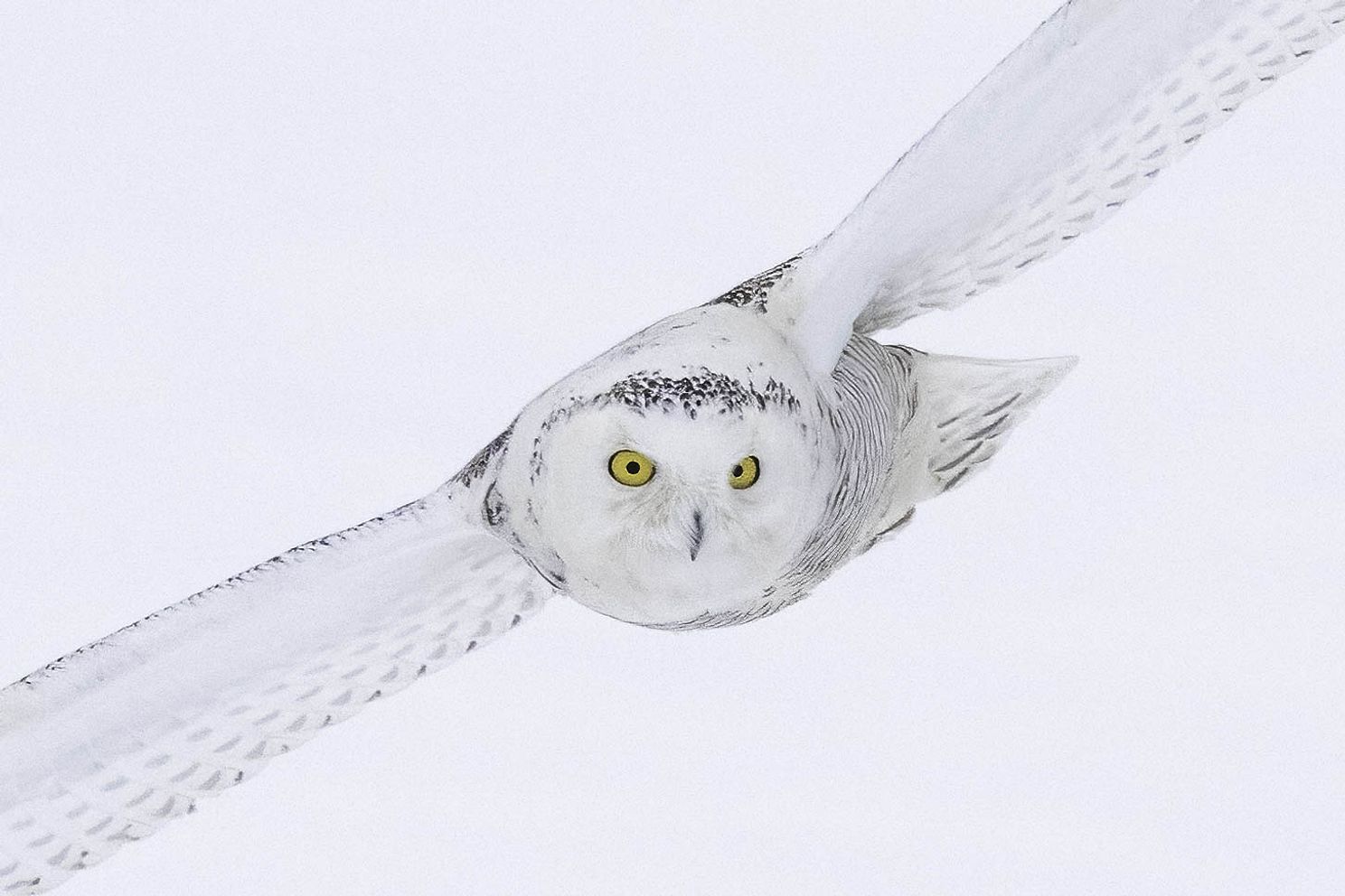 Snowy Owl 5.jpg