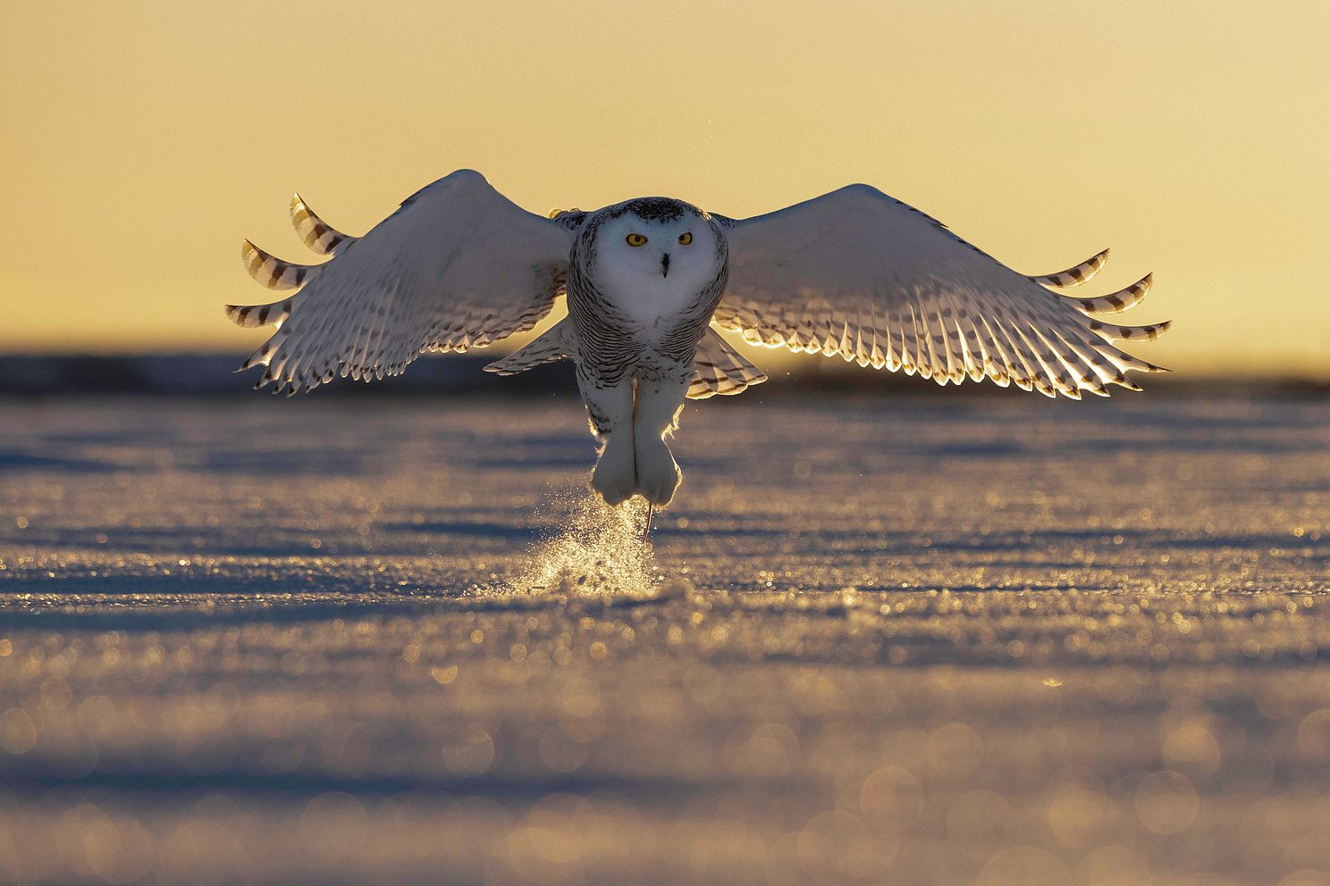 Snowy Owl 4-3.jpg