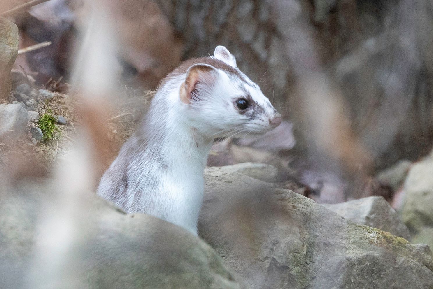 Ermine series for blog-13.jpg
