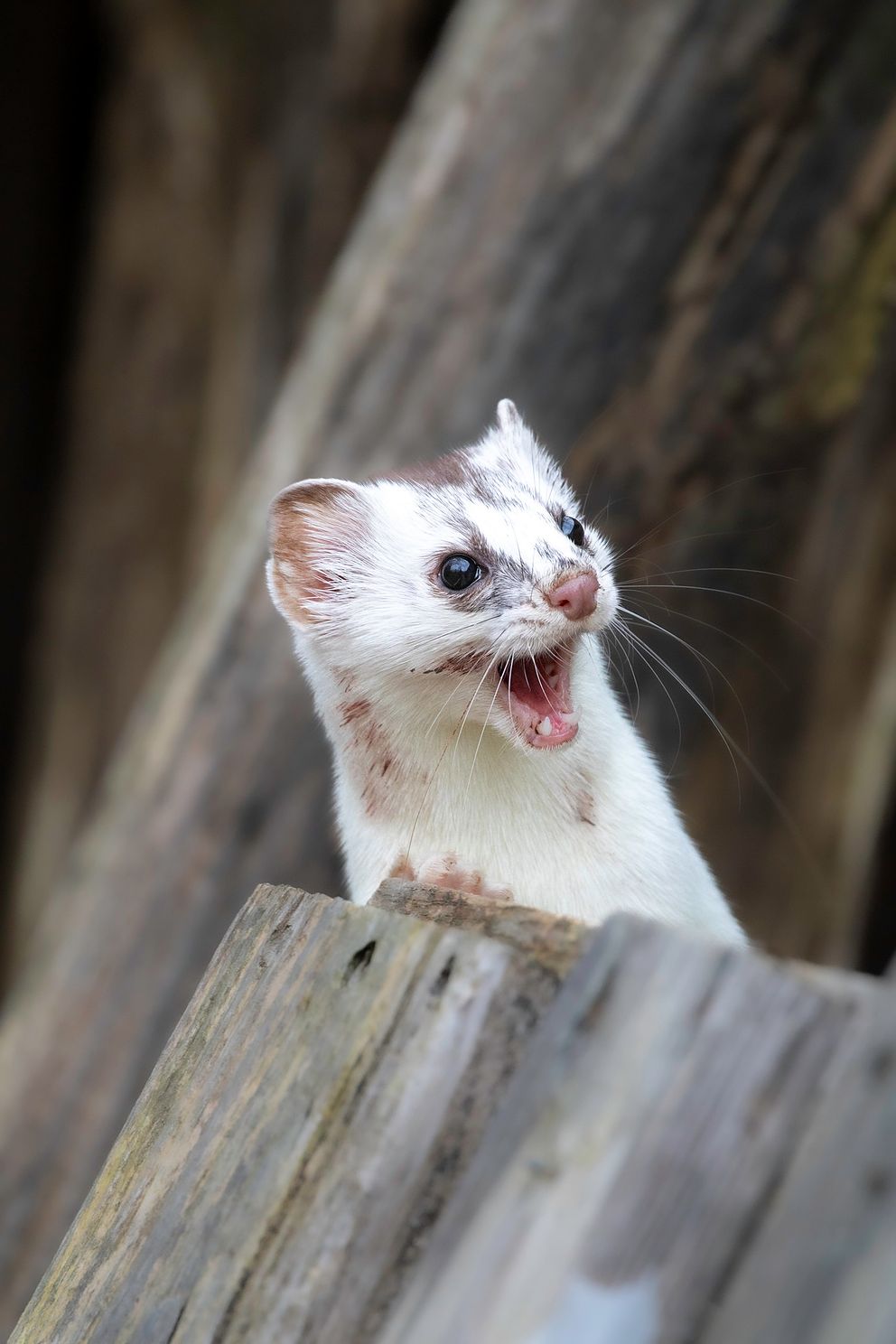 Ermine series for blog-8.jpg