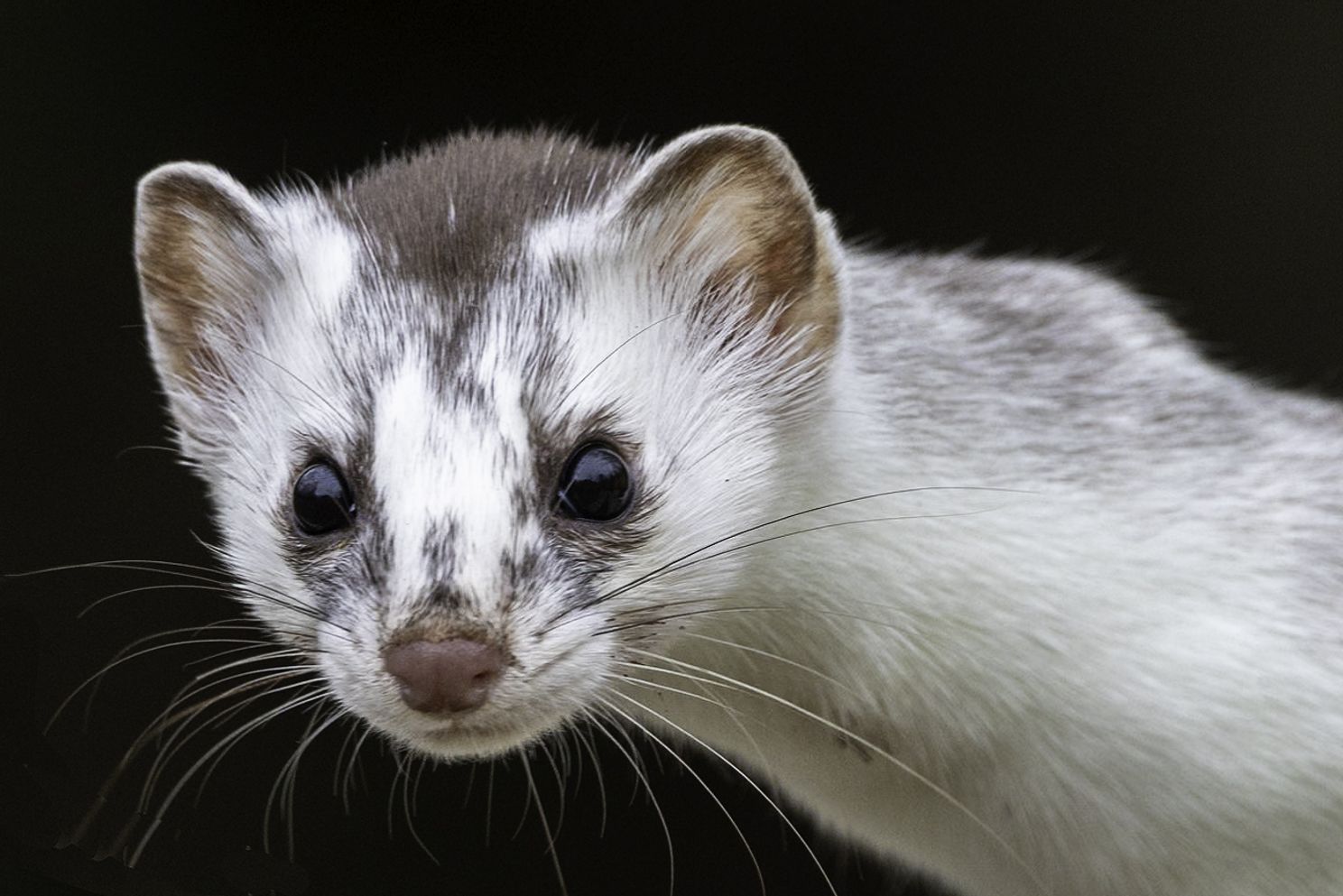 Ermine series for blog-9.jpg