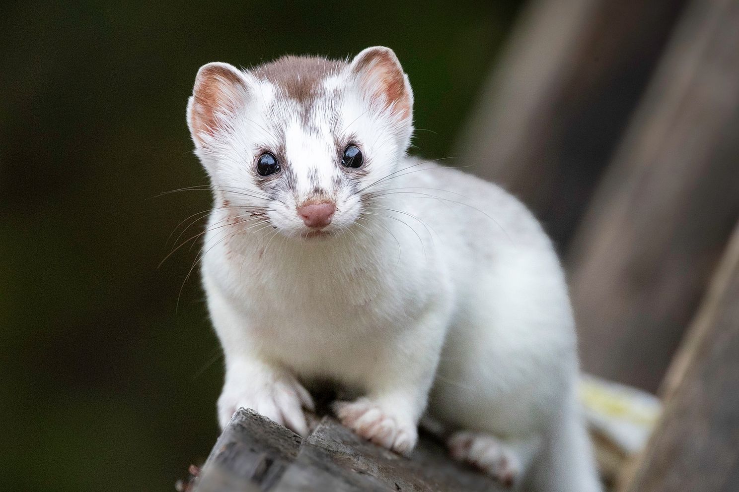 Ermine series for blog.jpg