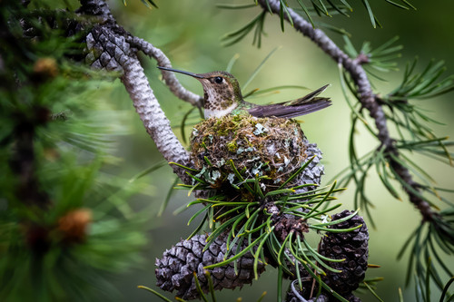 Hummingbird nest at Fallsjpeg