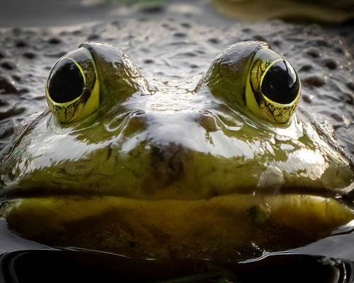 Windows to the Soul