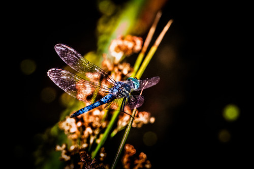 Dragonfly left purple.JPG