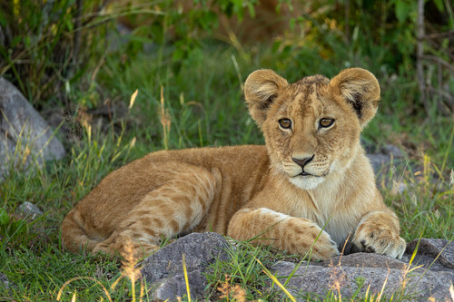 Lion Cub Portrait  