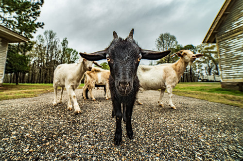 Goat Album Cover  Goats on Jackson Lake Island in Alabamajpg
