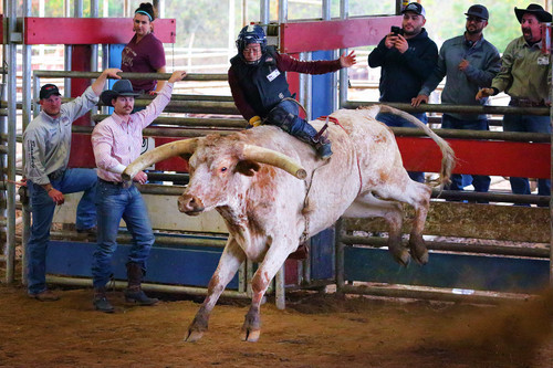 a person riding a bull
