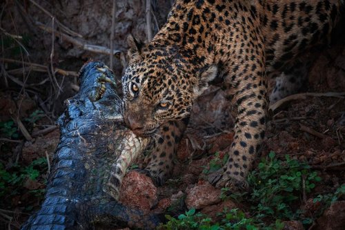 a jaguar pulling a caiman out of a river