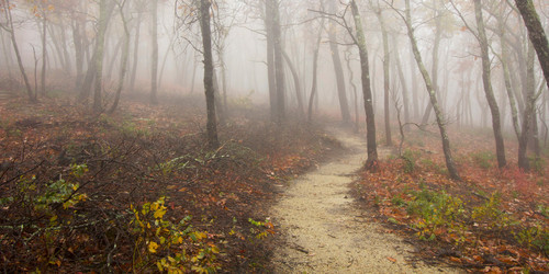 Path into the Fog.jpg 1