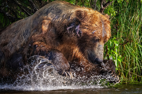 Alaska Photo Safari