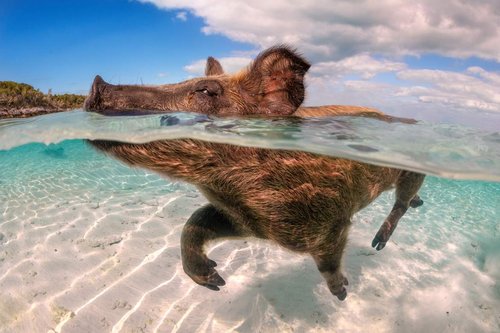 a pig swimming in clear water off of a beach