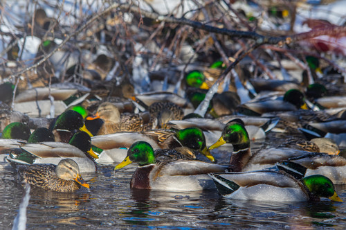 Mallard Meeting  A group of ducks stay warm on a cold dayjpg