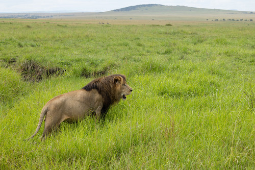 Male Lion  East Africa habitat