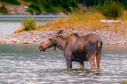 Moose feeding in Lake Josephinejpeg