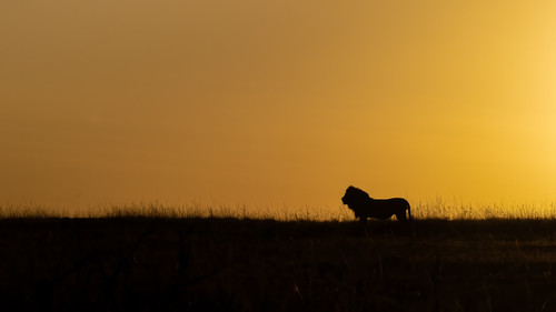 Male Lion at Dawn 