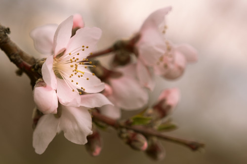 Peach Blossoms in the Hudson Valley