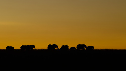 Elephant herd East Africa The African elephant was declared endangered