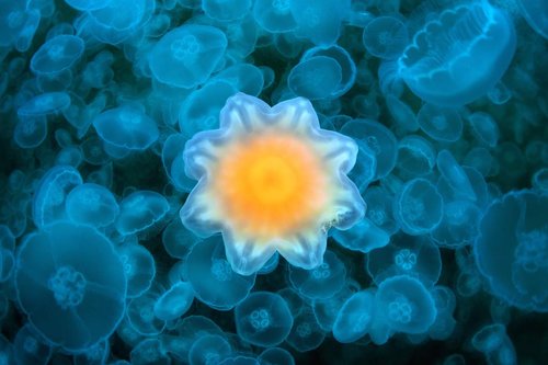 a yellow flower shaped jellyfish in the midst of hundreds of moon jellies