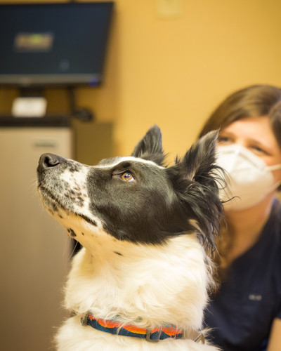 Mountain Vet to Pet Evergreen CO  CareVet Photo Project