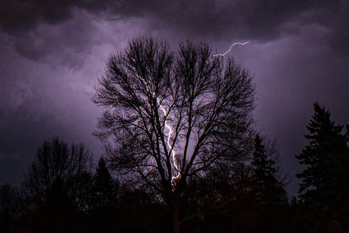 Lightning Tree  A lightning bolt in the center of a treejpg
