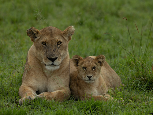 Lioness  Cub portrait