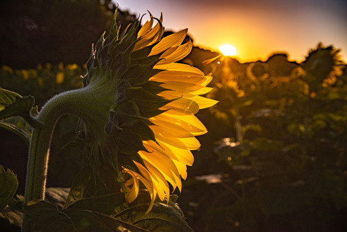 Sunflower Sunrise  A sun rises over a sunflower fieldjpg