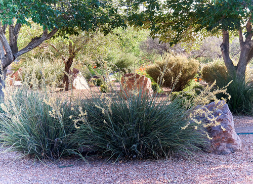 Desert Landscape Garden
