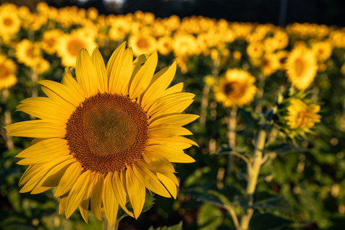 Happy Sunflowers  Sunflowers taking in the sunrisejpg
