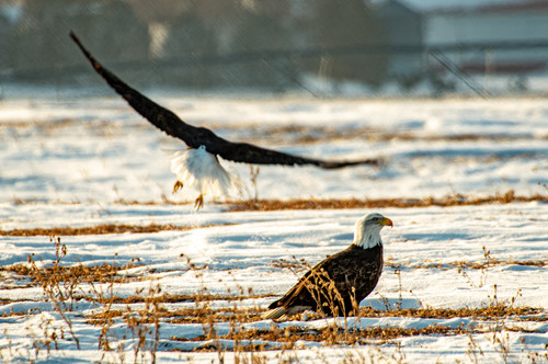 Flying Home  Eagles in a winter feild in MNjpg