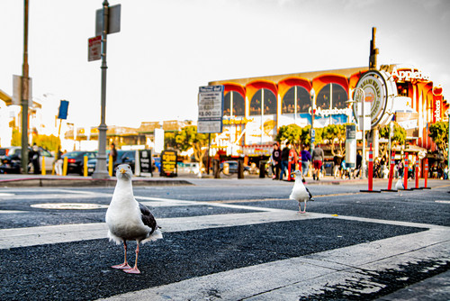 Curious Seagulls  At Fishermans Wharf in San Franciscojpg