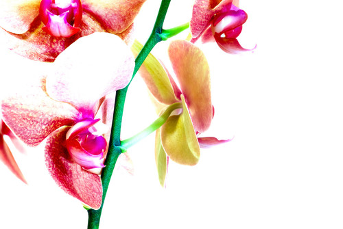Flower Display