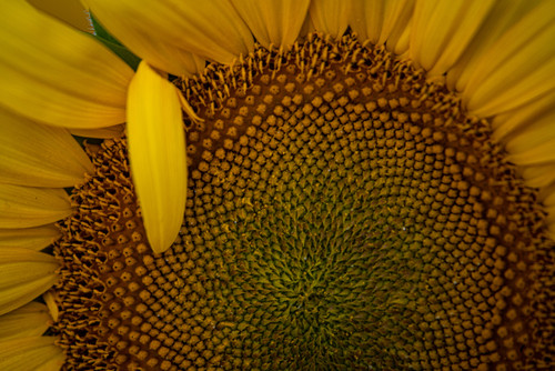 Sunflower Close Up  A close look at a sunflowerjpg