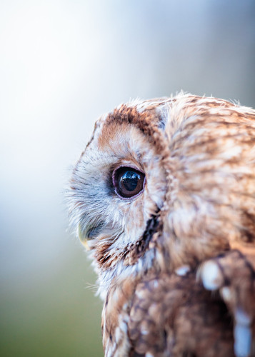 Hawk Conservancy Trust   AMjpg